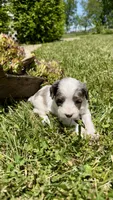 Zeke, a male Cavapoo for sale in Wolcottville, IN – 6 of 8