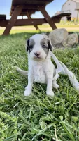 Zeke, a male Cavapoo for sale in Wolcottville, IN – 2 of 8