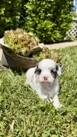 Bentley , a male Cavapoo for sale in Wolcottville, IN – 7 of 8
