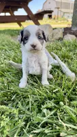 Zeke, a male Cavapoo for sale in Wolcottville, IN – 7 of 8