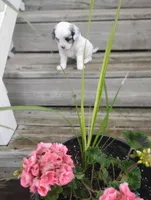 Bentley , a male Cavapoo for sale in Wolcottville, IN – 3 of 8