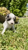 Zeke, a male Cavapoo for sale in Wolcottville, IN – 8 of 8