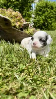 Bentley , a male Cavapoo for sale in Wolcottville, IN – 2 of 8