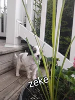 Zeke, a male Cavapoo for sale in Wolcottville, IN – 3 of 8