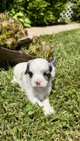 Bentley , a male Cavapoo for sale in Wolcottville, IN – 8 of 8