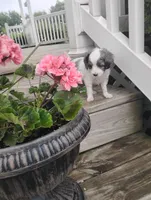 Zeke, a male Cavapoo for sale in Wolcottville, IN – 4 of 8