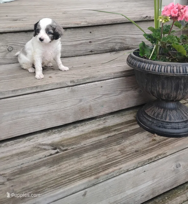 Zeke – Cavapoo puppy for sale in Wolcottville, IN
