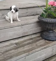 Zeke, a male Cavapoo for sale in Wolcottville, IN – 1 of 8