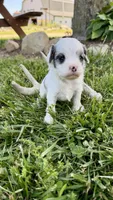 Bentley , a male Cavapoo for sale in Wolcottville, IN – 5 of 8