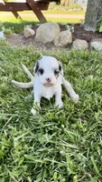 Bentley , a male Cavapoo for sale in Wolcottville, IN – 4 of 8