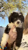 Charlie (Toy Aussiedoodle), a male Miniature Aussiedoodle for sale in New Port Richey, FL – Photo 4 of 7