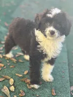Charlie (Toy Aussiedoodle), a male Miniature Aussiedoodle for sale in New Port Richey, FL – Photo 3 of 7