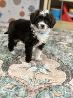 Charlie (Toy Aussiedoodle), a male Miniature Aussiedoodle for sale in New Port Richey, FL – Photo 7 of 7