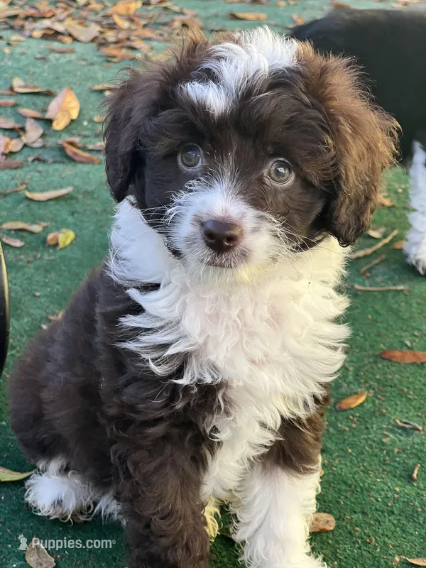 Charlie (Toy Aussiedoodle)