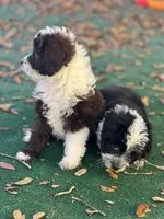 Charlie (Toy Aussiedoodle), a male Miniature Aussiedoodle for sale in New Port Richey, FL – Photo 5 of 7