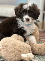 Charlie (Toy Aussiedoodle), a male Miniature Aussiedoodle for sale in New Port Richey, FL – Photo 6 of 7