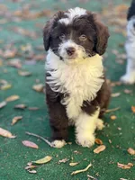 Charlie (Toy Aussiedoodle), a male Miniature Aussiedoodle for sale in New Port Richey, FL – Photo 2 of 7