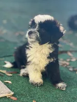 Dirty Harry. (Toy Aussie doodle), a male Miniature Aussiedoodle for sale in New Port Richey, FL – Photo 1 of 8