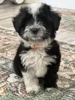 Dirty Harry. (Toy Aussie doodle), a male Miniature Aussiedoodle for sale in New Port Richey, FL – Photo 5 of 8