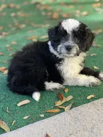 Dirty Harry. (Toy Aussie doodle), a male Miniature Aussiedoodle for sale in New Port Richey, FL – Photo 4 of 8