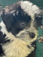 Dirty Harry. (Toy Aussie doodle), a male Miniature Aussiedoodle for sale in New Port Richey, FL – Photo 6 of 8
