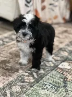 Dirty Harry. (Toy Aussie doodle), a male Miniature Aussiedoodle for sale in New Port Richey, FL – Photo 8 of 8