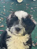 Dirty Harry. (Toy Aussie doodle), a male Miniature Aussiedoodle for sale in New Port Richey, FL – Photo 7 of 8