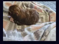 Hercules, a male Shih Tzu for sale in Middleburg, FL – Photo 2 of 3