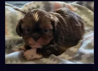 Hercules, a male Shih Tzu for sale in Middleburg, FL – Photo 1 of 3