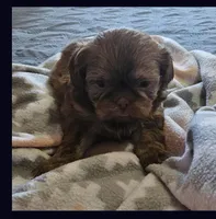 Hulk, a male Shih Tzu for sale in Middleburg, FL – Photo 1 of 3