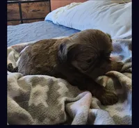 Hulk, a male Shih Tzu for sale in Middleburg, FL – Photo 3 of 3