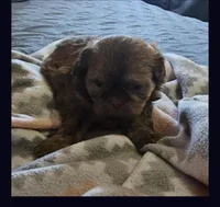 Hulk, a male Shih Tzu for sale in Middleburg, FL – Photo 2 of 3