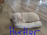Hustler, a male Golden Retriever for sale in Kalona, IA – 2 of 3
