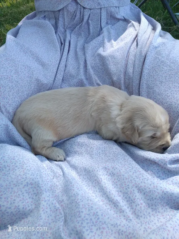 Amy – Golden Retriever puppy for sale in Kalona, IA
