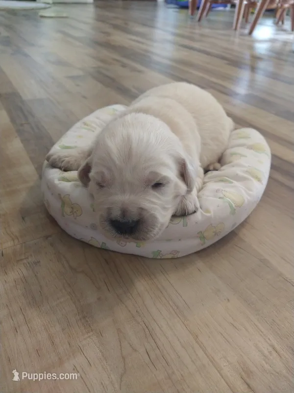 Hustler – Golden Retriever puppy for sale in Kalona, IA