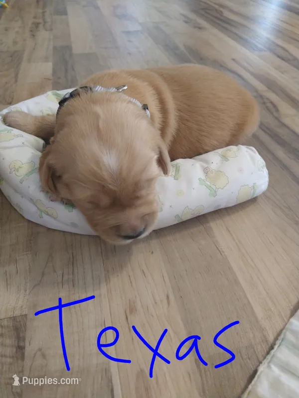 Texas – Golden Retriever puppy for sale in Kalona, IA