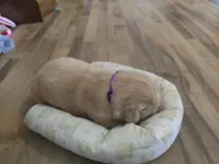 Missy, a female Golden Retriever for sale in Kalona, IA – 2 of 3