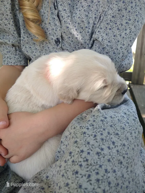 Hustler – Golden Retriever puppy for sale in Kalona, IA