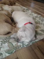 Ford, a male Golden Retriever for sale in Kalona, IA – 2 of 3