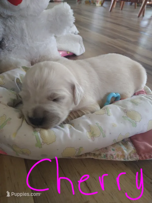 Cherry – Golden Retriever puppy for sale in Kalona, IA