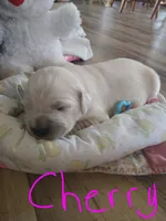 Cherry, a female Golden Retriever for sale in Kalona, IA – 1 of 3