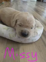 Missy, a female Golden Retriever for sale in Kalona, IA – 1 of 3