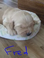 Fred, a male Golden Retriever for sale in Kalona, IA – 2 of 3