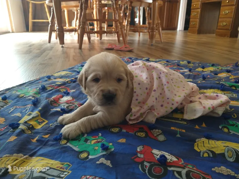 Amy – Golden Retriever puppy for sale in Kalona, IA