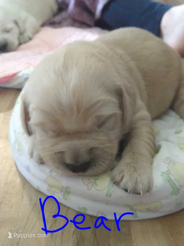 Bear – Golden Retriever puppy for sale in Kalona, IA