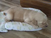 Fred, a male Golden Retriever for sale in Kalona, IA – 3 of 3