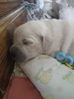 Cherry, a female Golden Retriever for sale in Kalona, IA – 3 of 3