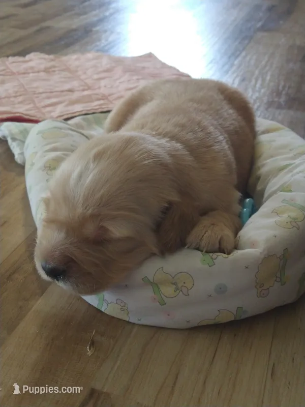 Fred – Golden Retriever puppy for sale in Kalona, IA