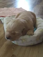 Fred, a male Golden Retriever for sale in Kalona, IA – 1 of 3