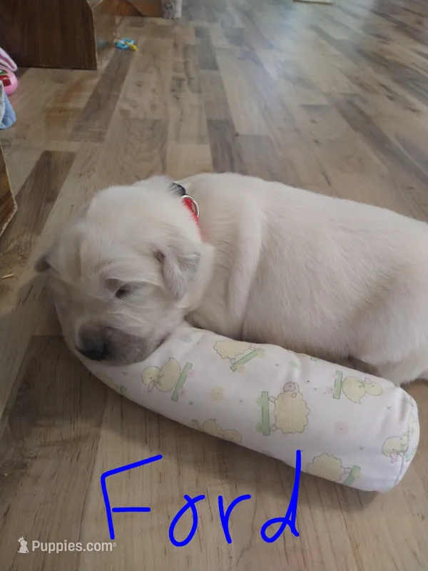 Ford – Golden Retriever puppy for sale in Kalona, IA
